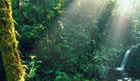 Cloud Forest, Monteverde